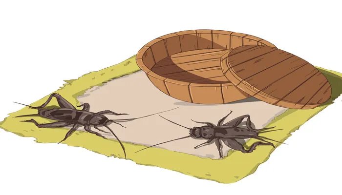 蛐蛐和蝈蝈怎么区别 蛐蛐和蝈蝈区别是什么