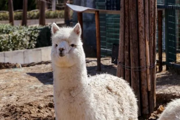 羊驼究竟是羊还是驼  羊驼是羊和骆驼生的吗