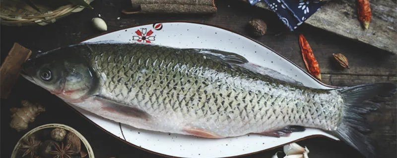 文昌鱼是鱼吗 文昌鱼又称为什么鱼