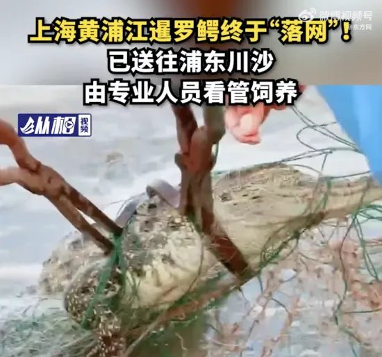 上海黄浦江畔的鳄鱼抓到了 可能系人为丢弃、放生或逃逸