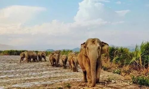 云南大象北迁究竟是何原因?