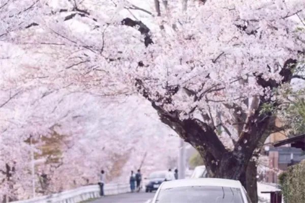 2020十大网络流行歌曲：没有人永远年轻，但永远有人年轻