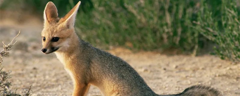 什么动物最容易摔倒 什么动物最容易摔倒脑筋急转弯