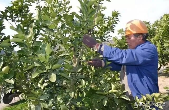 今日芒种，农村种植的果树近期的管理要点有哪些？
