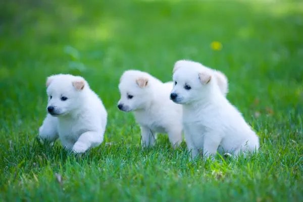 属狗的都是哪一年出生 属狗的人分别是哪一年出生的