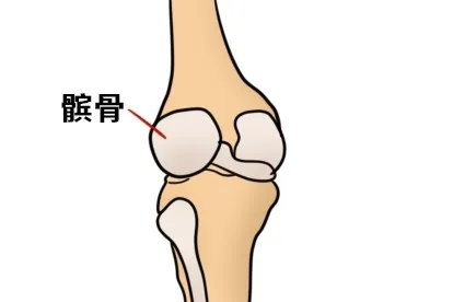 髌骨是哪个部位图解