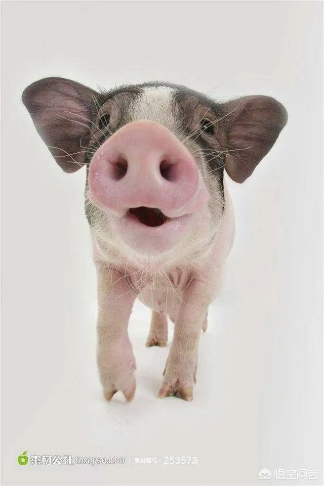 只有嘴巴好看是什么体验？