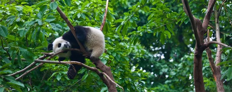 大熊猫是不是哺乳动物 大熊猫是哺乳动物吗