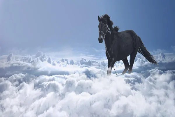 属马的一生命运 属马的人一生命运如何