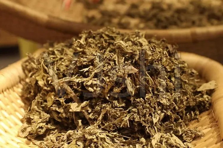 艾叶艾草图片大全大图