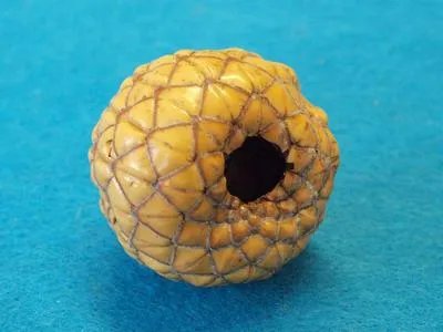 好医生阿莫西林胶囊说明书是怎样的