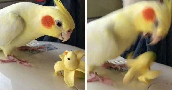 好气又好笑！愤怒鸟合集：一同见证鸟嘴的破坏力！