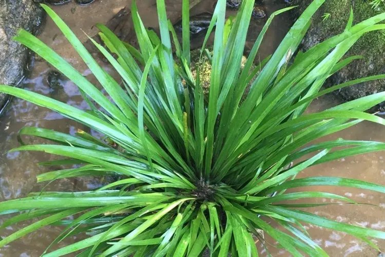 石菖蒲的功效与作用图片