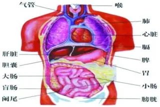 人体器管图