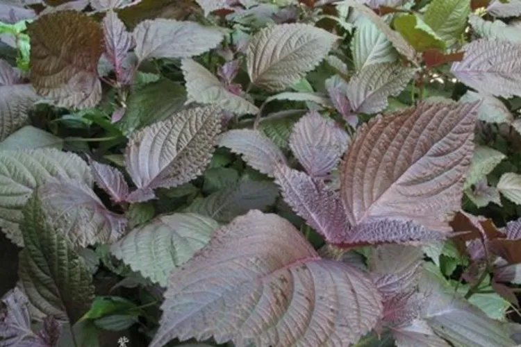 紫苏叶图片和功效