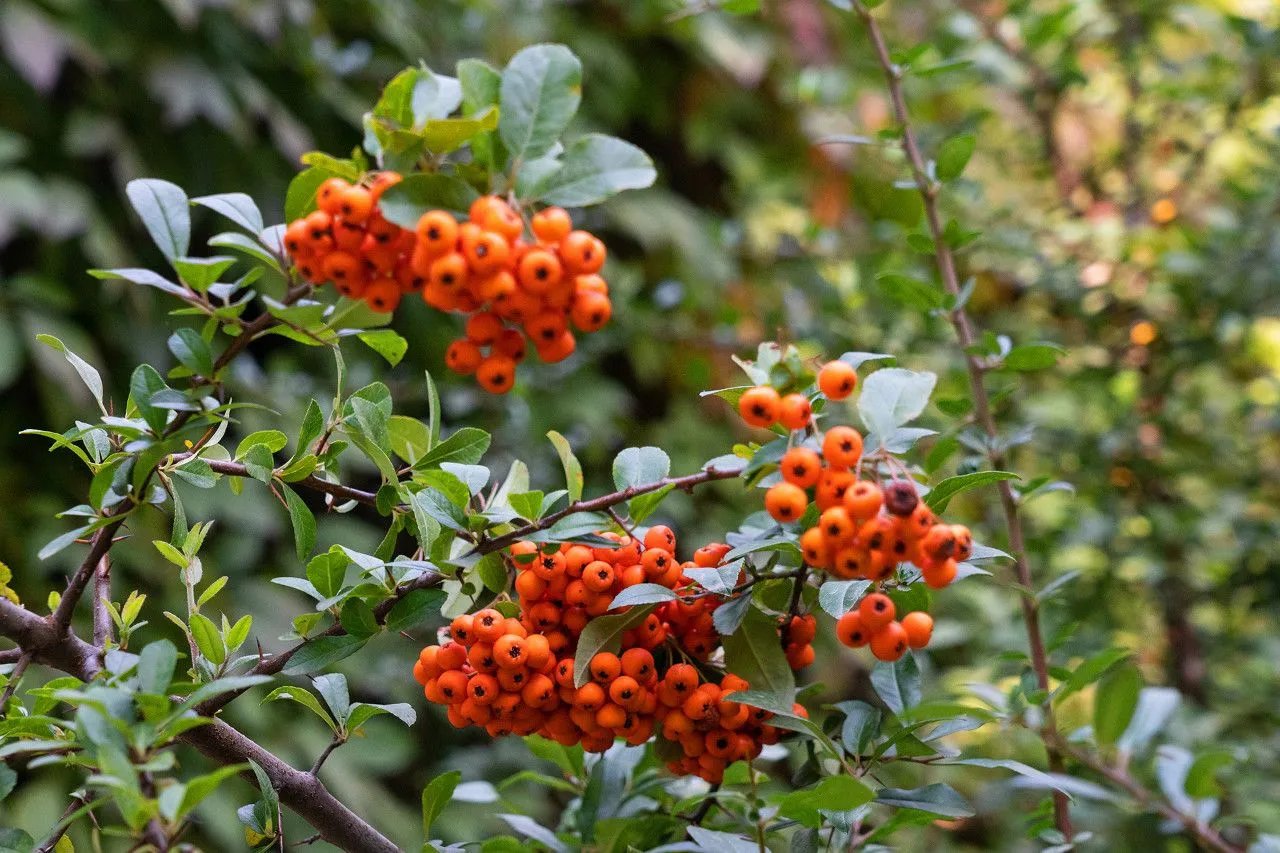 罗布麻叶图片大全