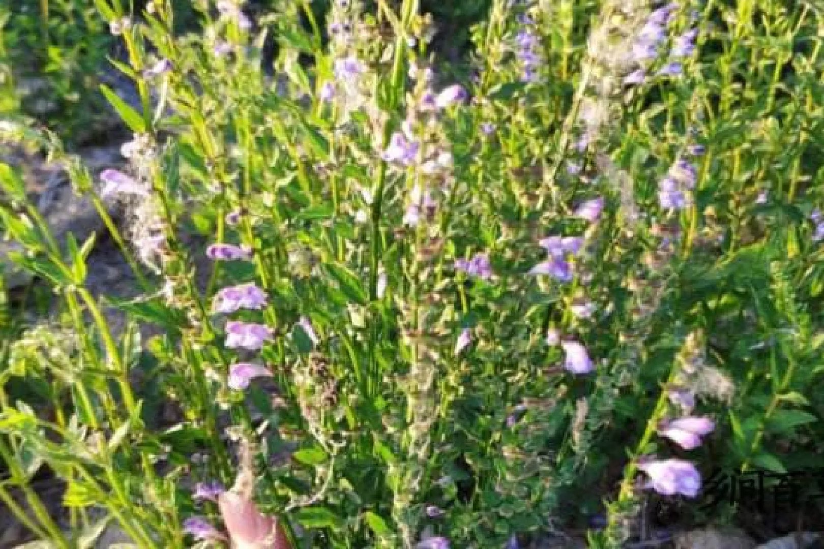 半枝莲图片大全