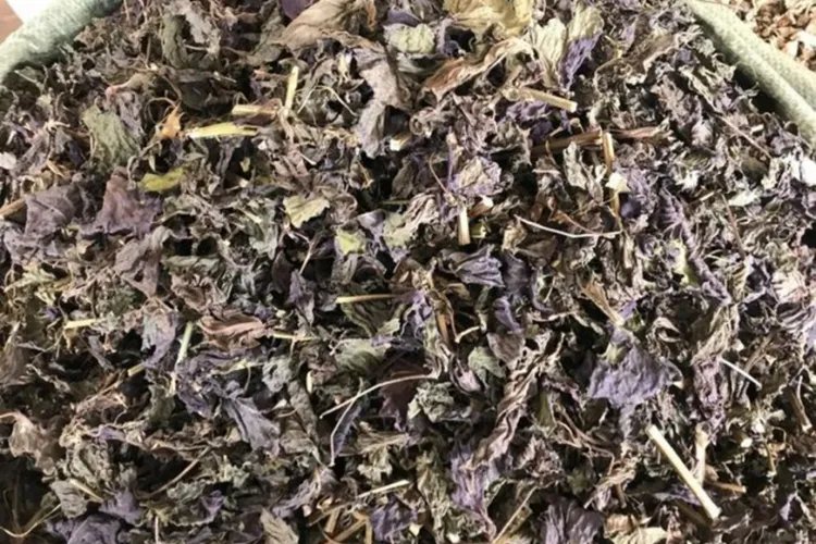 紫苏叶图片和功效