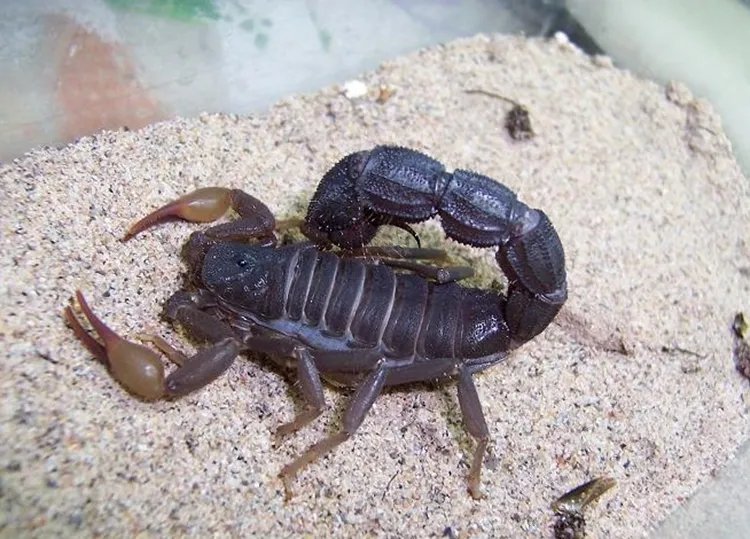 全蝎的功效与作用有哪些