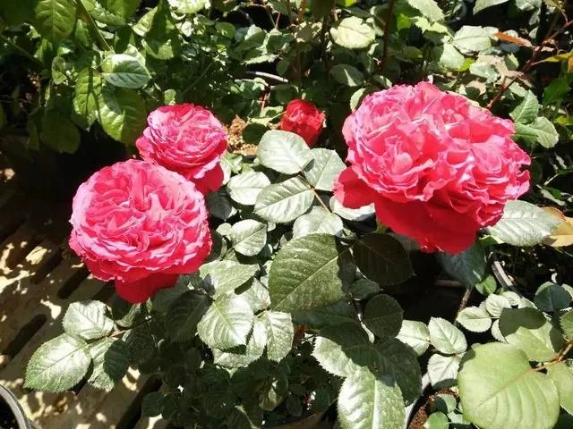 广州海珠湿地公园好玩嘛?