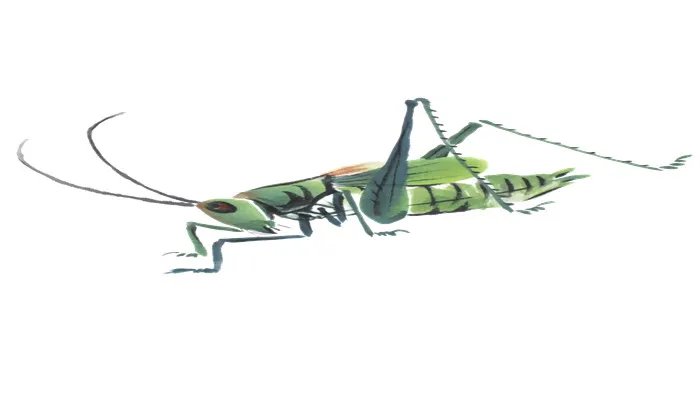 蛐蛐和蝈蝈怎么区别 蛐蛐和蝈蝈区别是什么