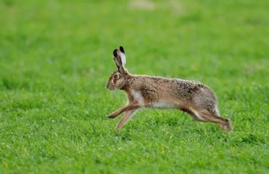 世界上最快的兔子，欧洲野兔(72公里/小时)