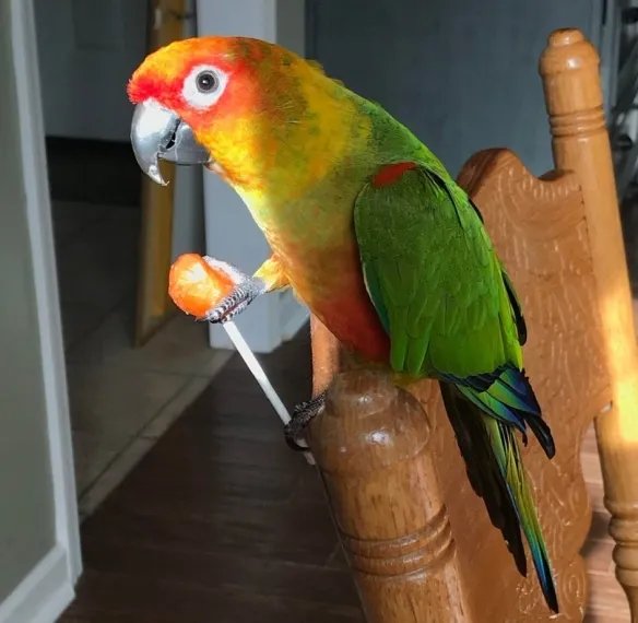 好气又好笑！愤怒鸟合集：一同见证鸟嘴的破坏力！