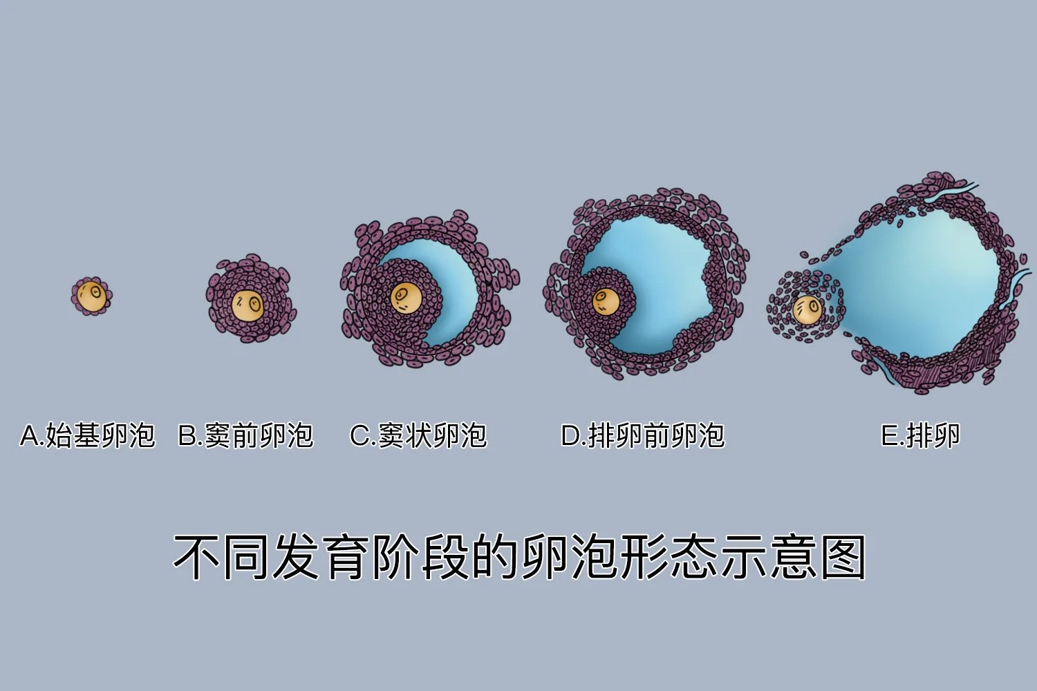 卵细胞形成过程图解