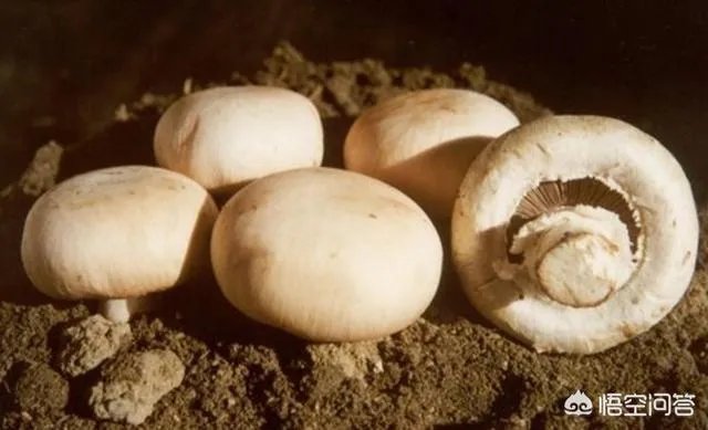 如何对秋菇、春菇和花菇进行管理？