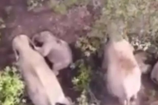 贪玩小象不想午休撒娇耍赖是怎么回事 贪玩小象不想午休撒娇耍赖具体情况