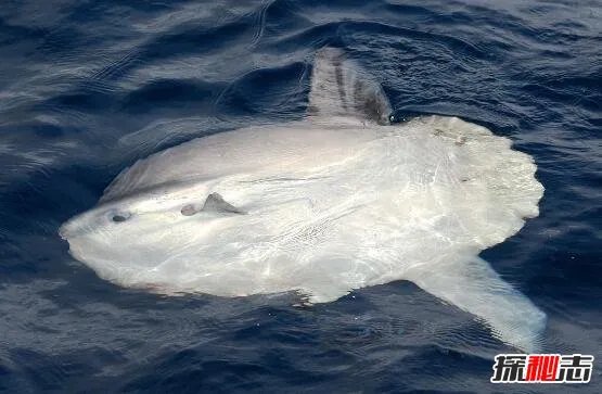 翻车鱼的死法太残忍了，内心太脆弱自己被自己吓死(谣言)