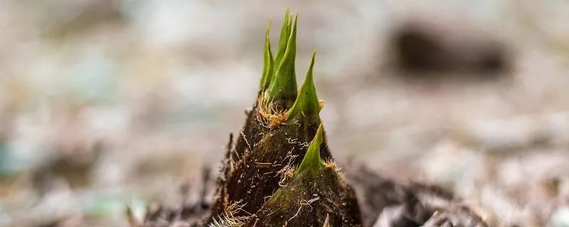 雨后春笋是什么意思 雨后春笋的意思