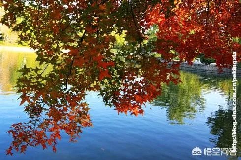 上联：黄山落叶松叶落山黄，下联怎么对？