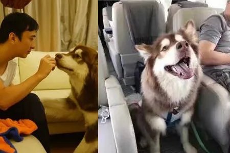 王思聪为什么宠豆得儿霸气回应周鸿祎