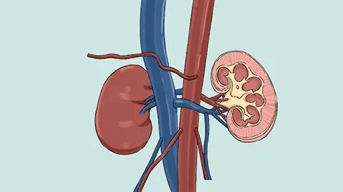 少一个肾会怎么样