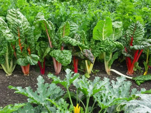 莙达菜有哪些食疗作用 莙达菜家常做法分享