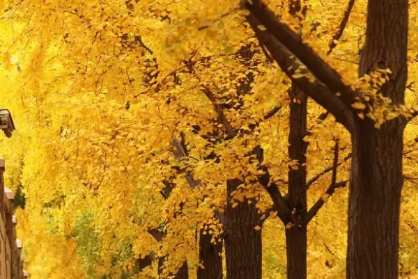 哪种树被称为活化石