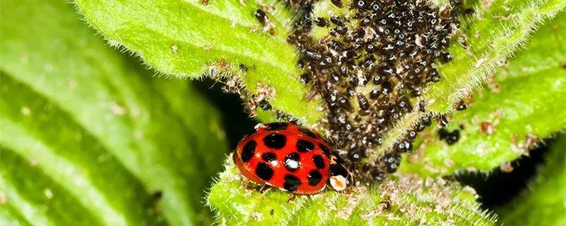 蚜虫的危害 蚜虫的危害有哪些
