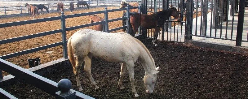 属马的一生命运 属马的人一生命运如何