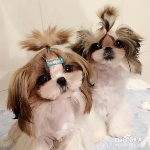 西施犬寿命有多长？