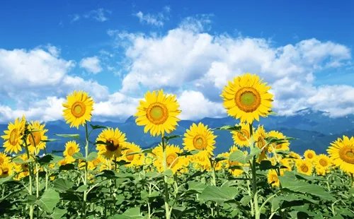 生肖属羊的人2014年运程