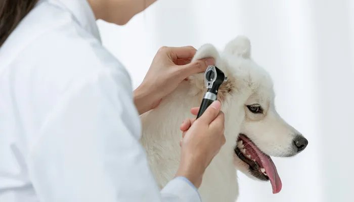 狗狗翻肠子的原因有哪些 狗狗翻肠子是什么意思