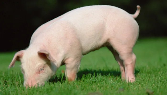 黄喉是什么动物身上的