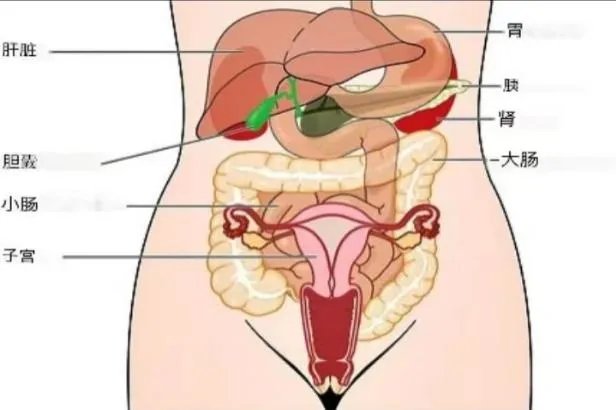 腹部解剖结构图