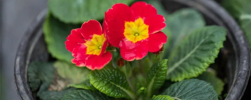 樱花草的花语是什么