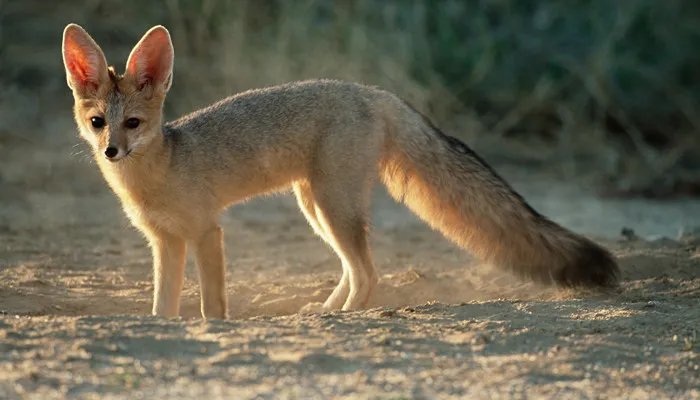 什么动物最容易摔倒 什么动物最容易摔倒脑筋急转弯