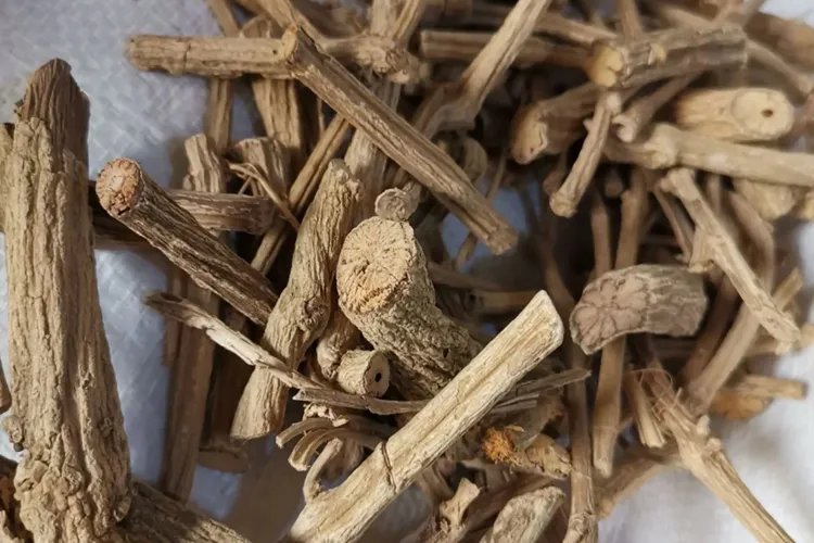 野生牛马藤图片