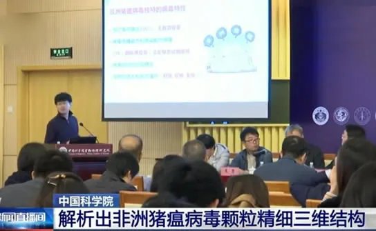 中国解析猪瘟病毒：这到底是怎么回事？