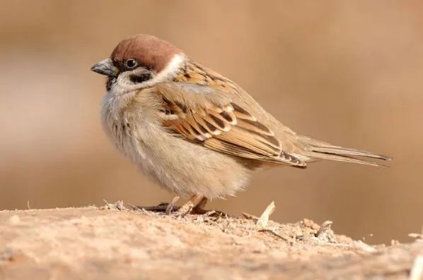 十大生命力最强的动物排行 骆驼上榜,第一在真空状态下也能生存