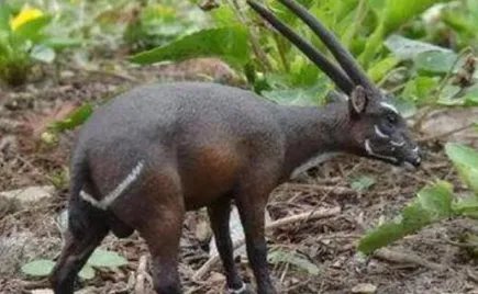 武广牛：角非常长，长度几乎能占到身体的三分之一